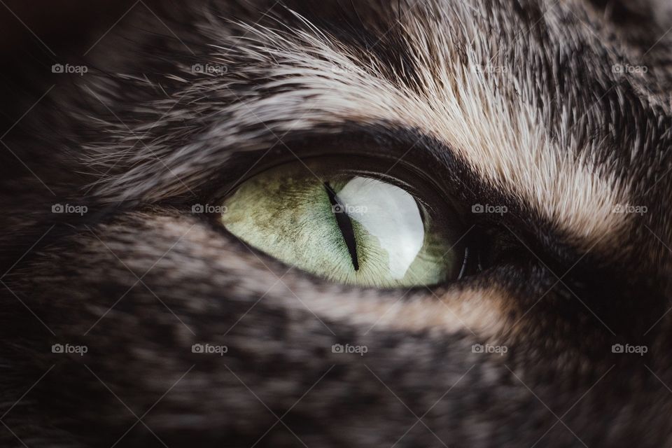 cat's eye