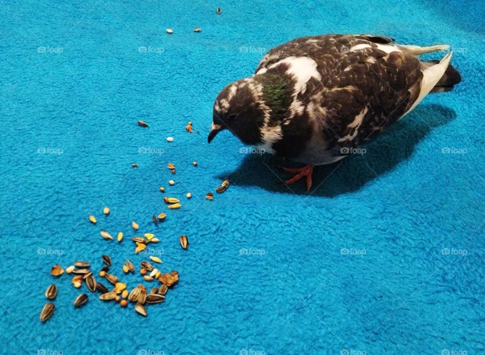 Las semillas de mi paloma.