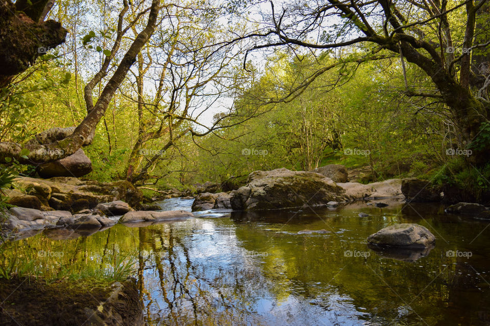 View of lake in forest