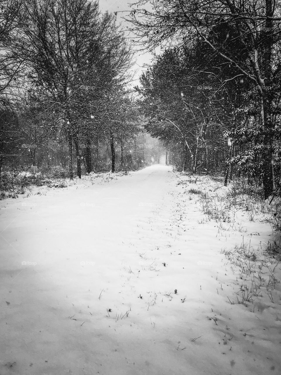Walking in a winter wonderland 