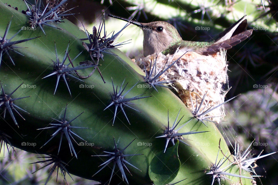 cactus nest hummingbird by kenglund