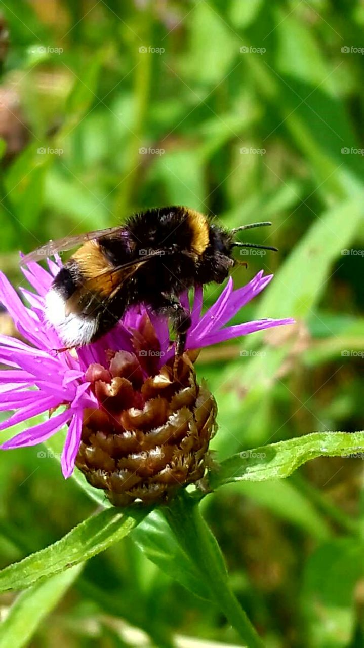 Hummel und Blumen
