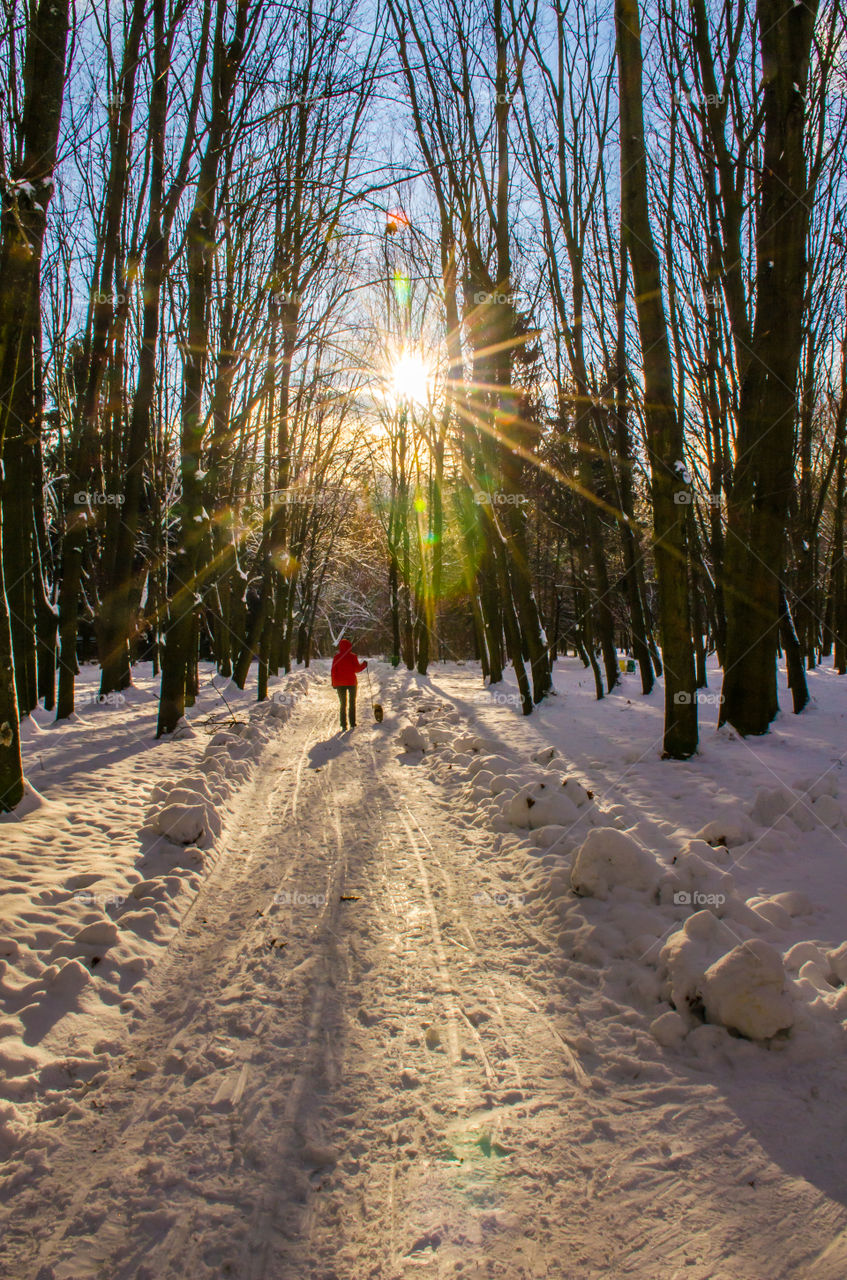 winter landscape