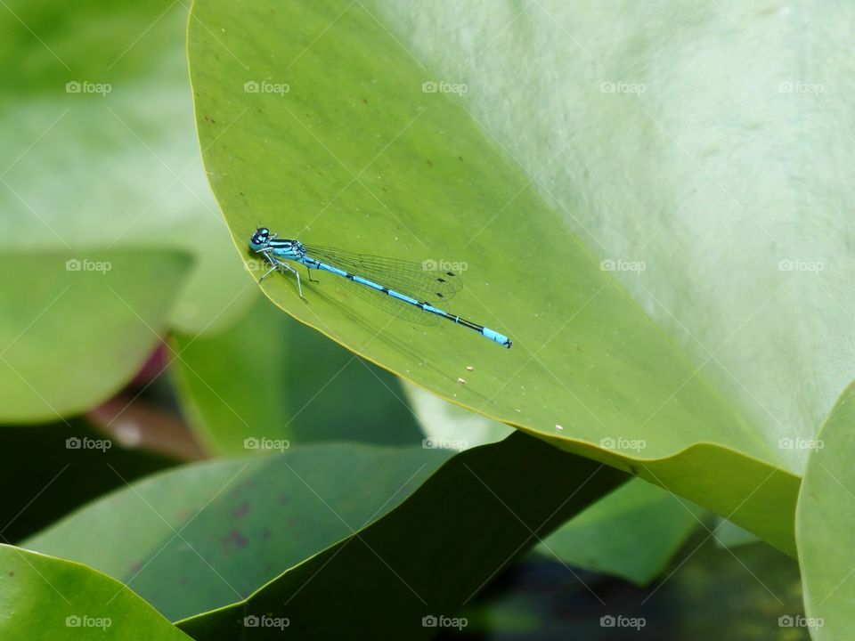 Blue dragonfly on waterlily leaf