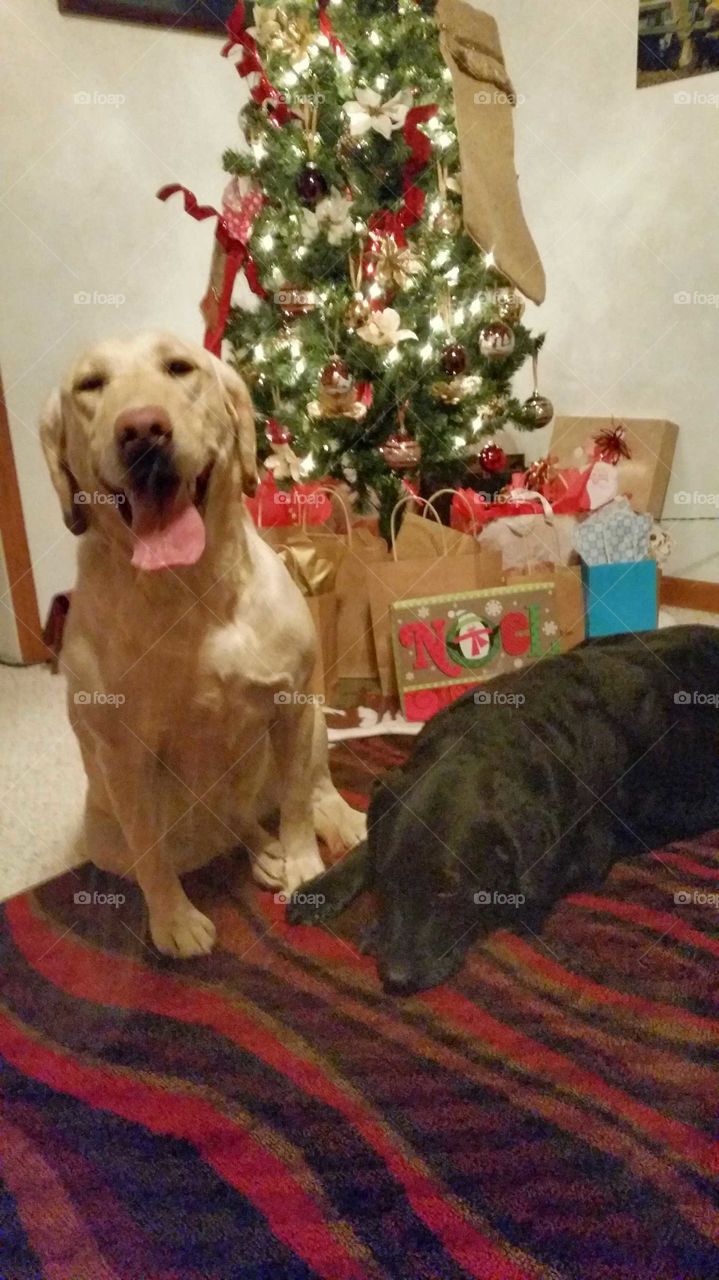 Christmas Labradors