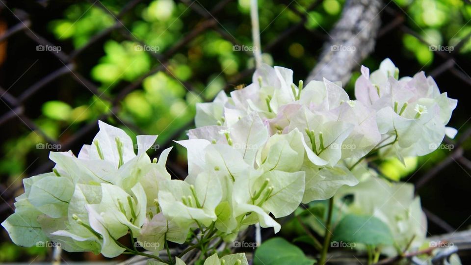 Beautiful flowers in bloom