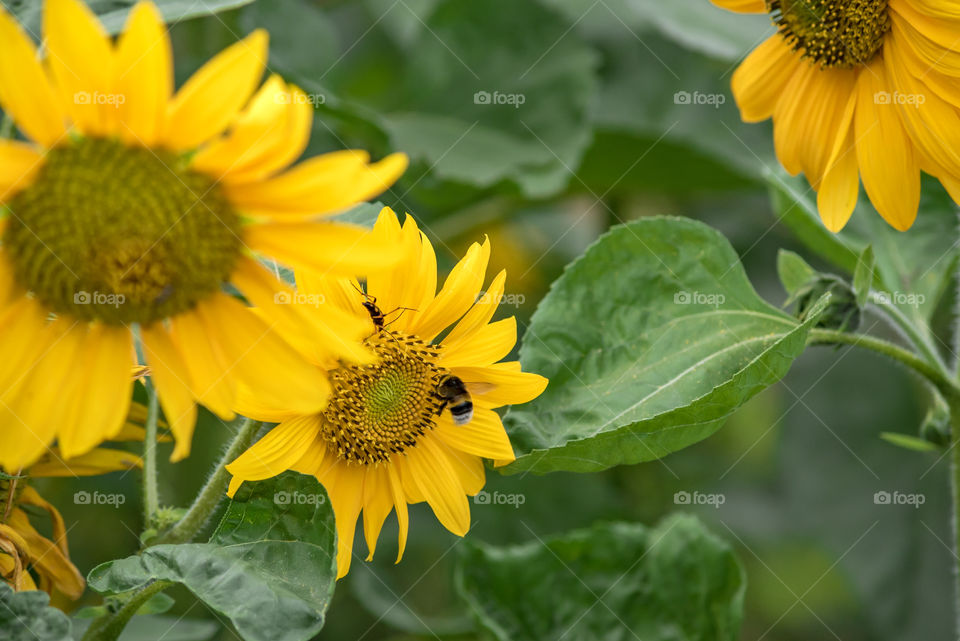 sunflowers bees and bumblebees