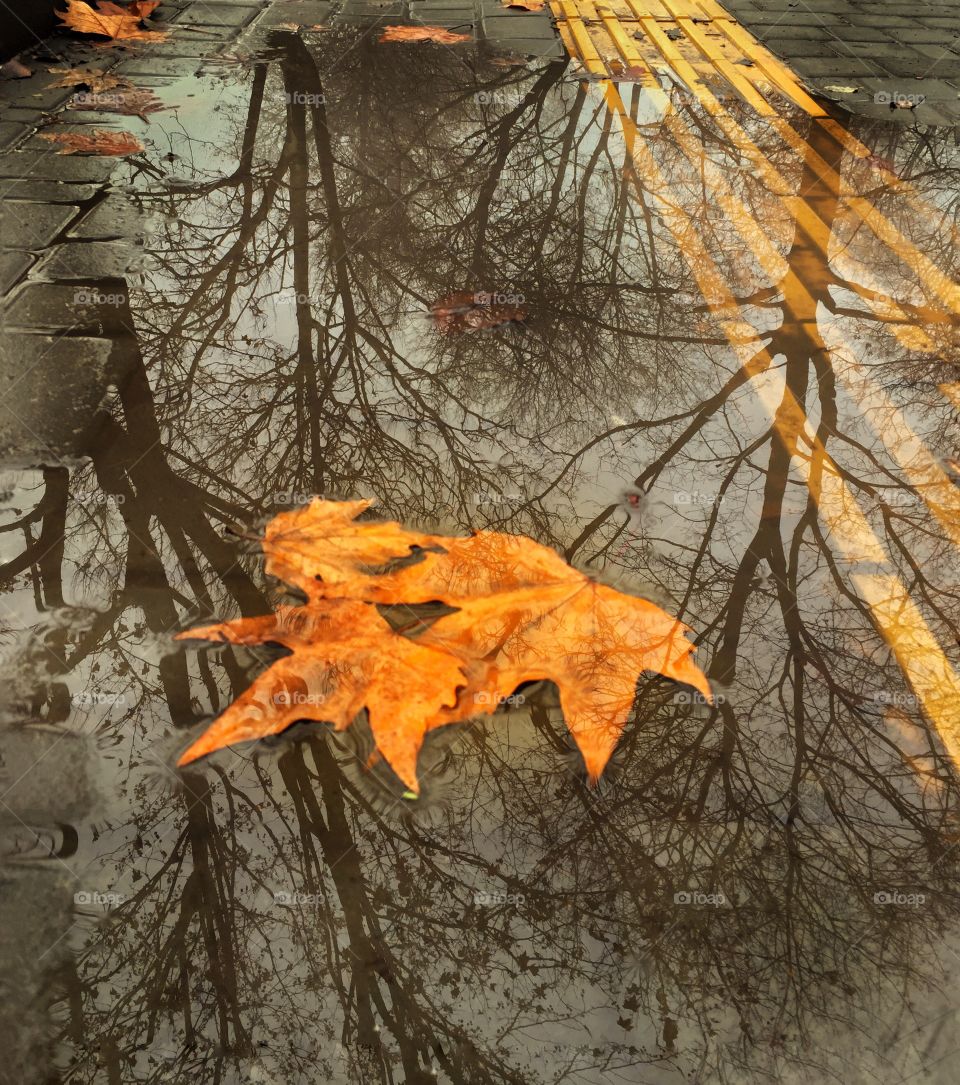 Желтые листья в луже