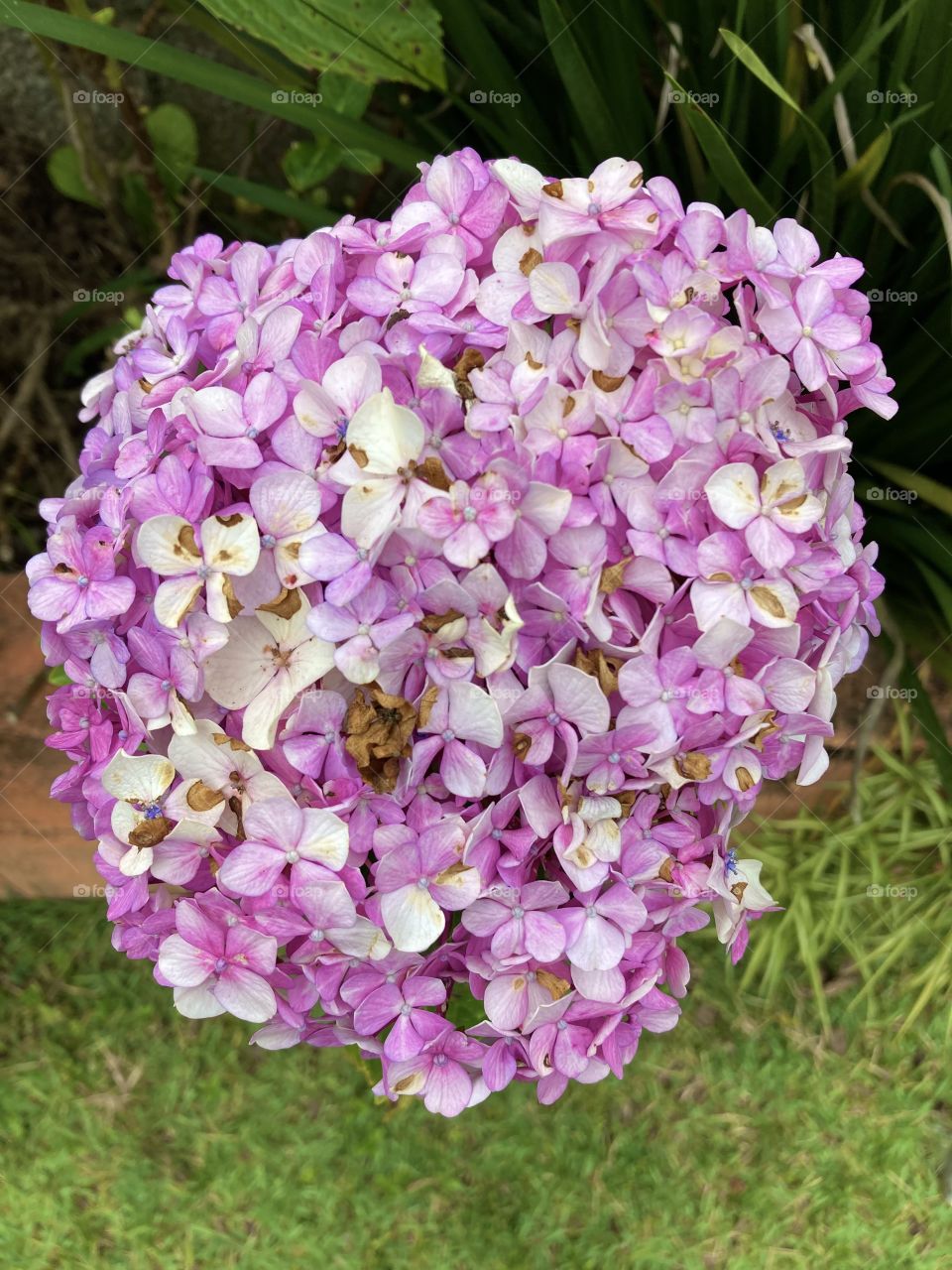 Dia de sossego e paz, no meio do mato, com as pessoas que amamos - cercado de muito mato e de muitas flores! /// FLOWERS, very beautiful!