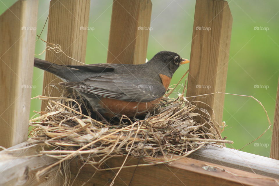 Robin building a nest