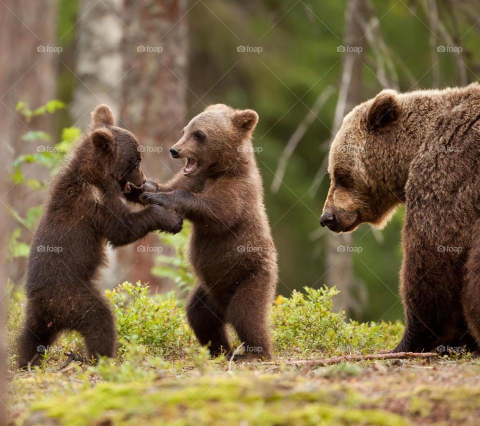 bear family