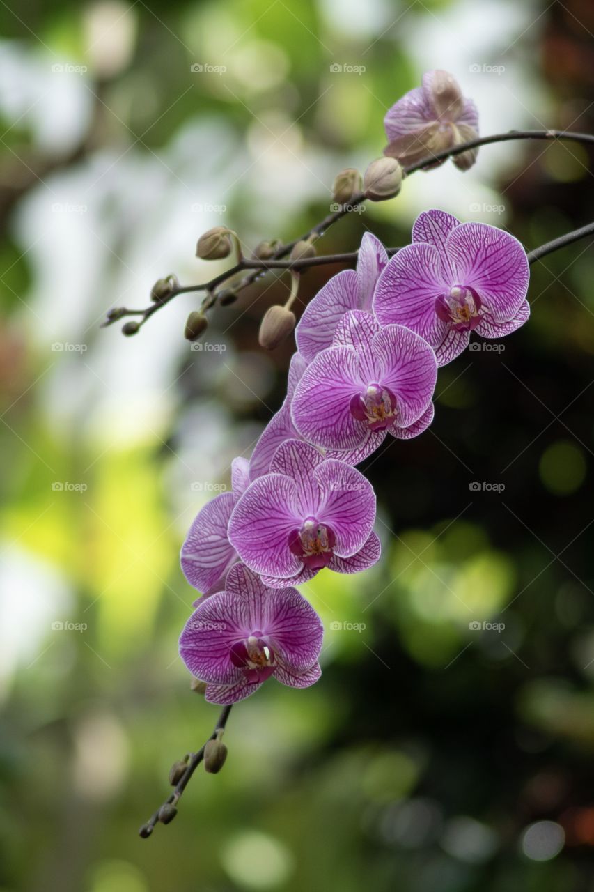 Orchids