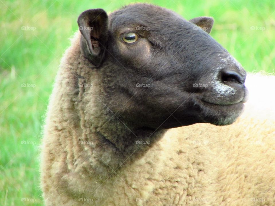 smiley sheep