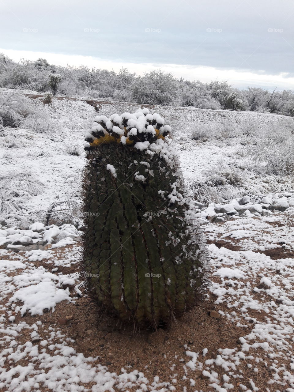 Snowy cactus