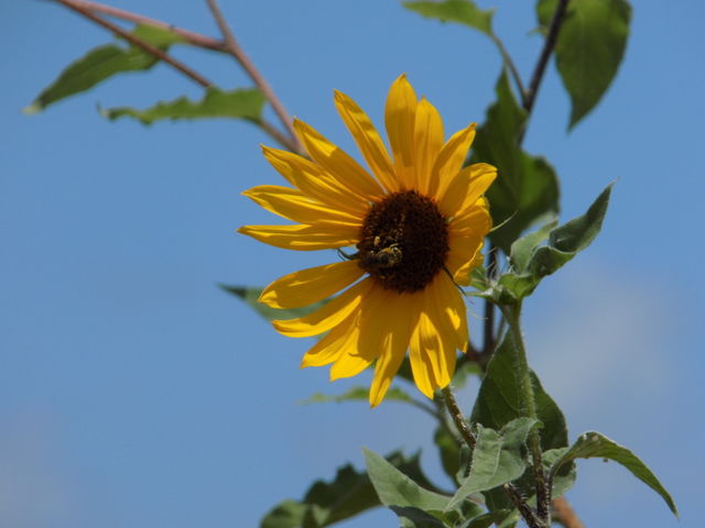 Sunflower