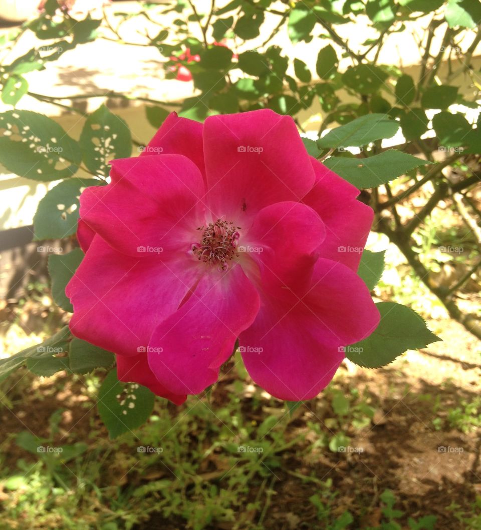 Grandma's Rosebush