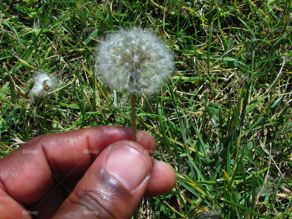 dandelion