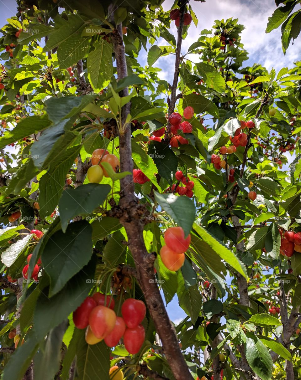 You know Christmas is coming when the cherries are appearing