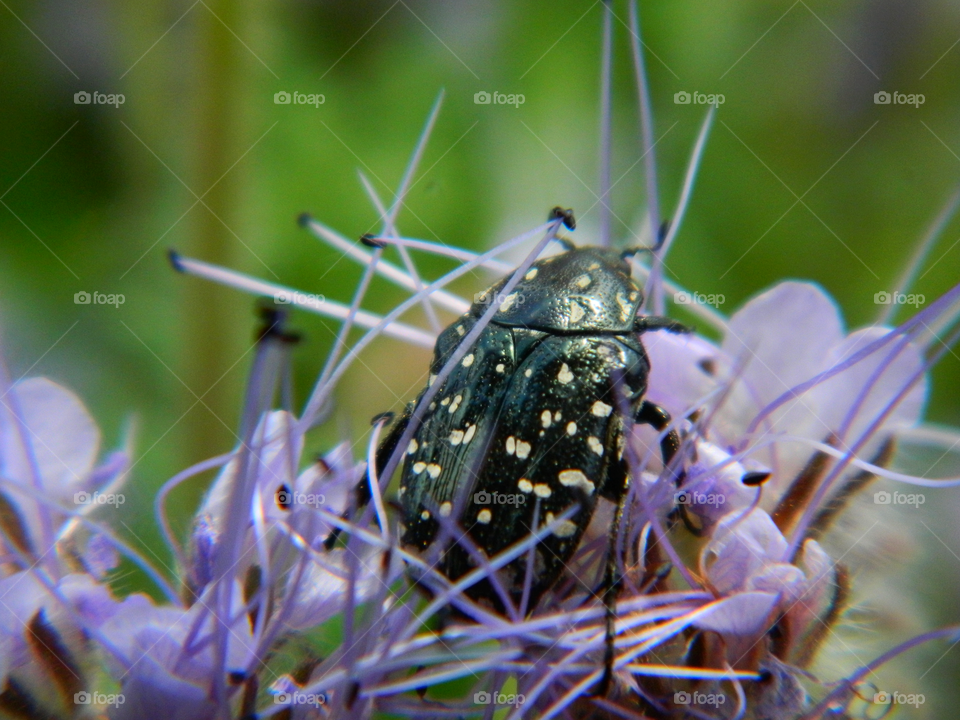 beetle on a flower