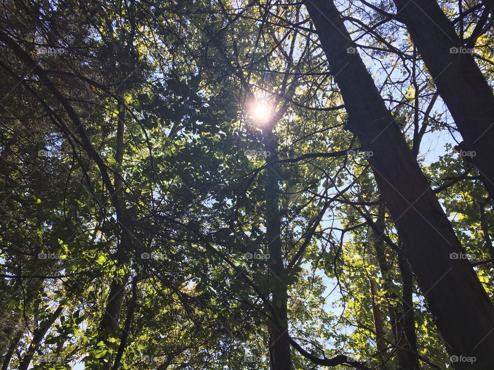 The sun through the trees
