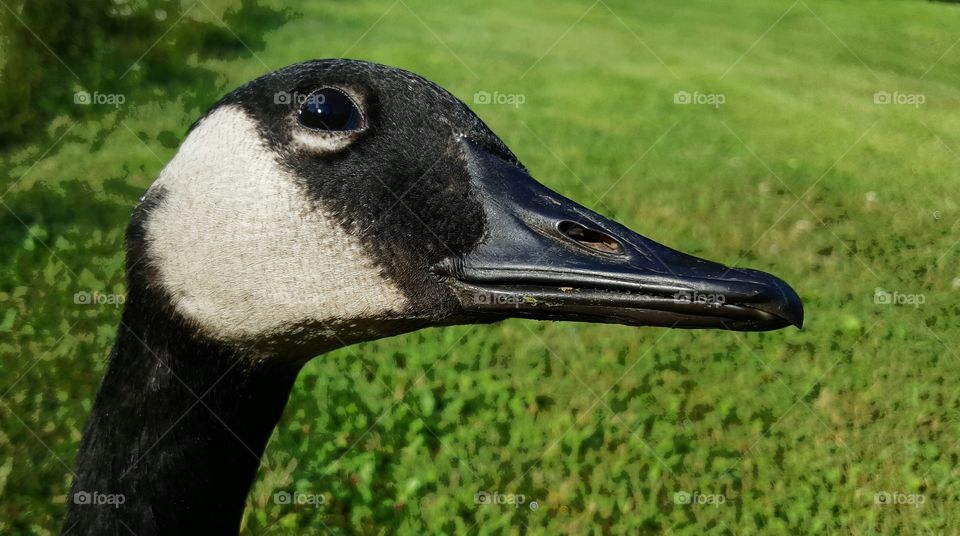 goose checking the skies
