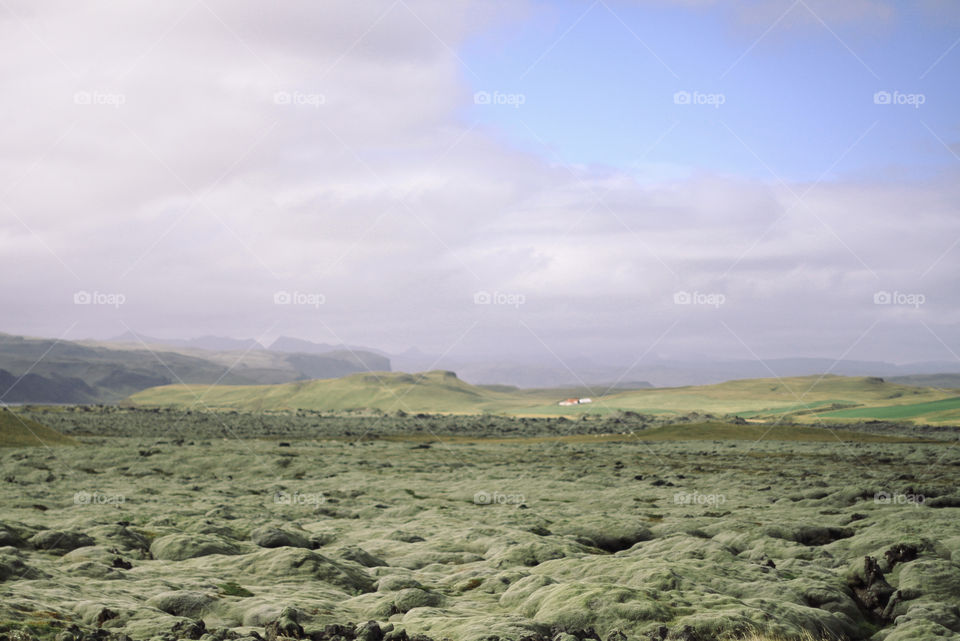 Icelandic volcanic grass