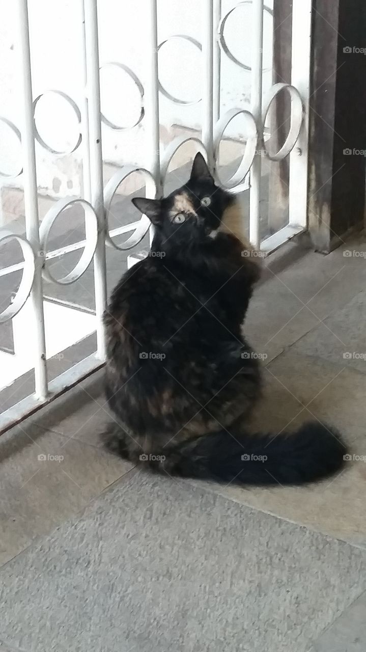 Charming Cat