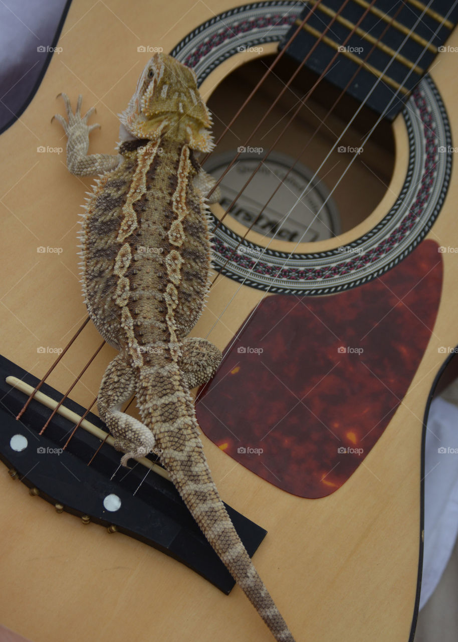 Guitar Dragon 