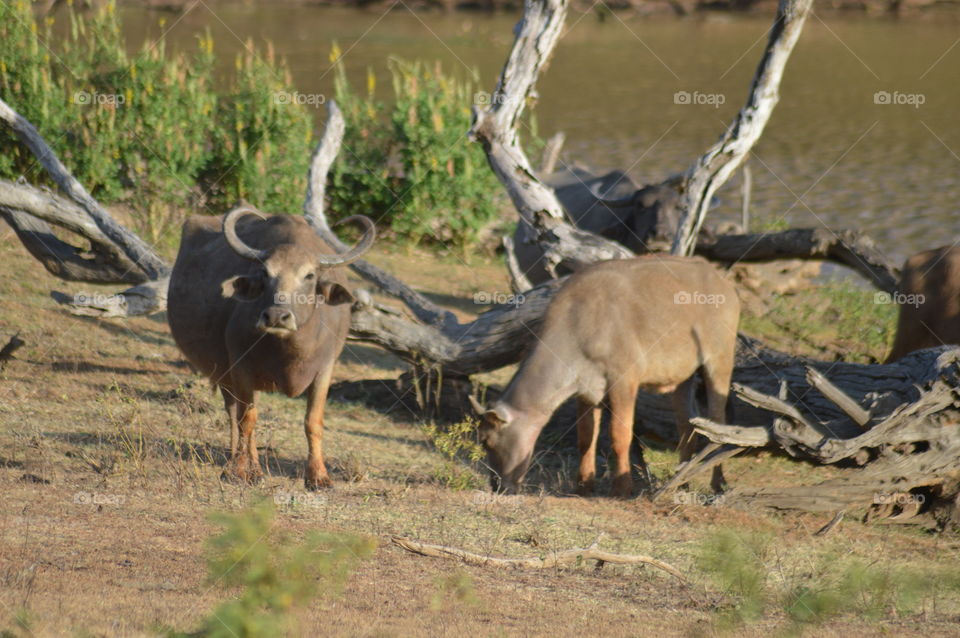 This is capture from yala national park 