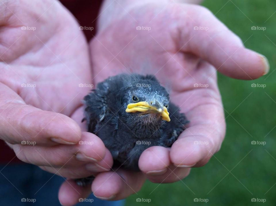 robin baby bird by ezdrossi