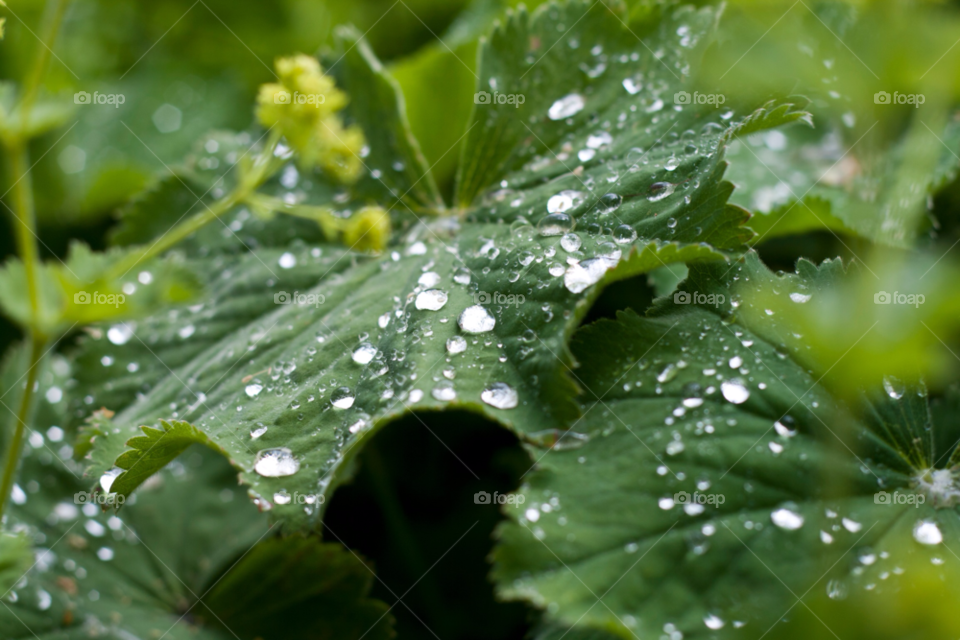 nature leaf silver leafs by chrille_b