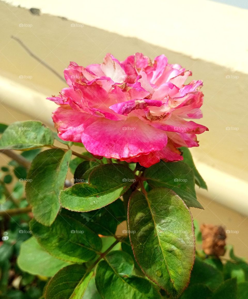 beautiful pink💕 rose🌹 flower🌺🌻🌹🌷