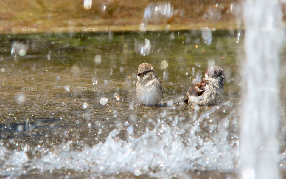 Birds enjoying a bath in a fountain 