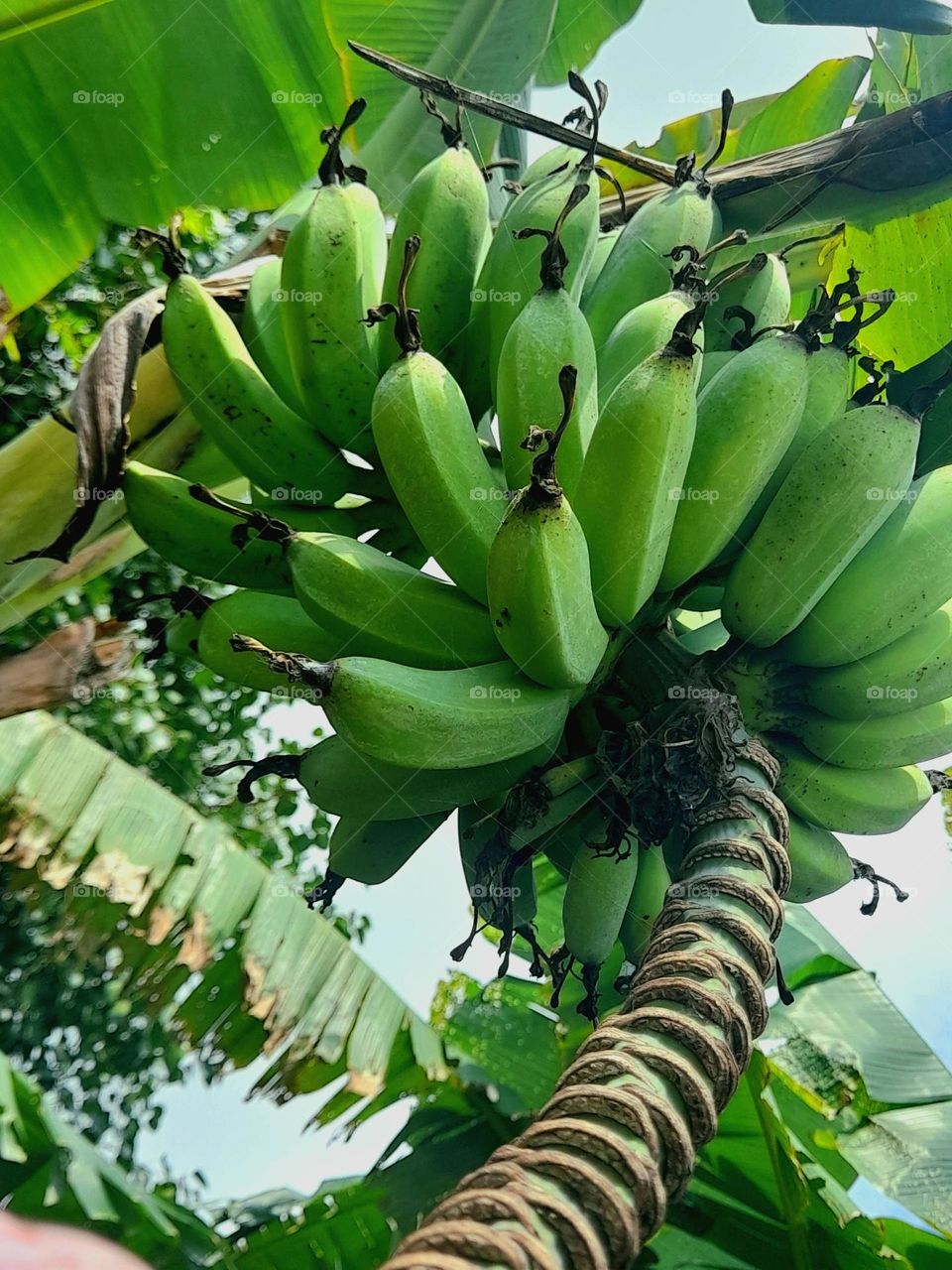 The most popular variety of bananas is known as Cavendish bananas. They are slightly sweet bananas found in supermarkets all over the world.