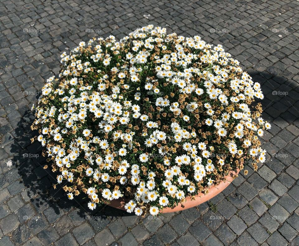 Circle daisies in the circle pot in Rome Italy 
