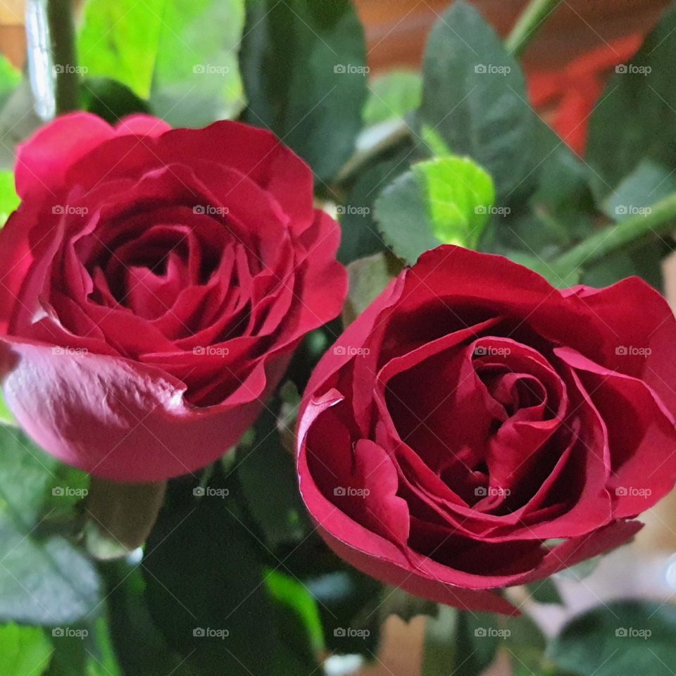 Red roses for God