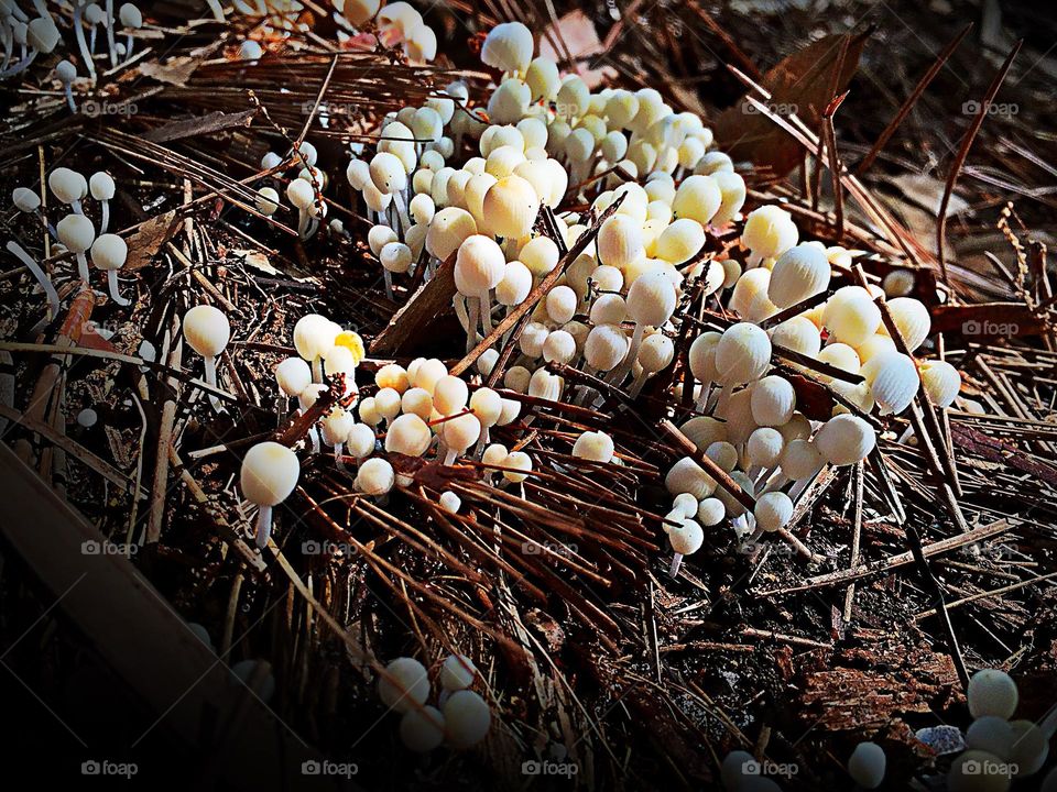 Mystic mushroom colony.