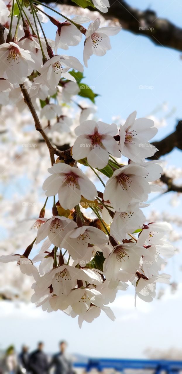 Cherry blossoming