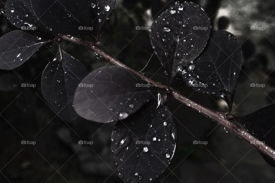 Sky’s tears leads to life ✨