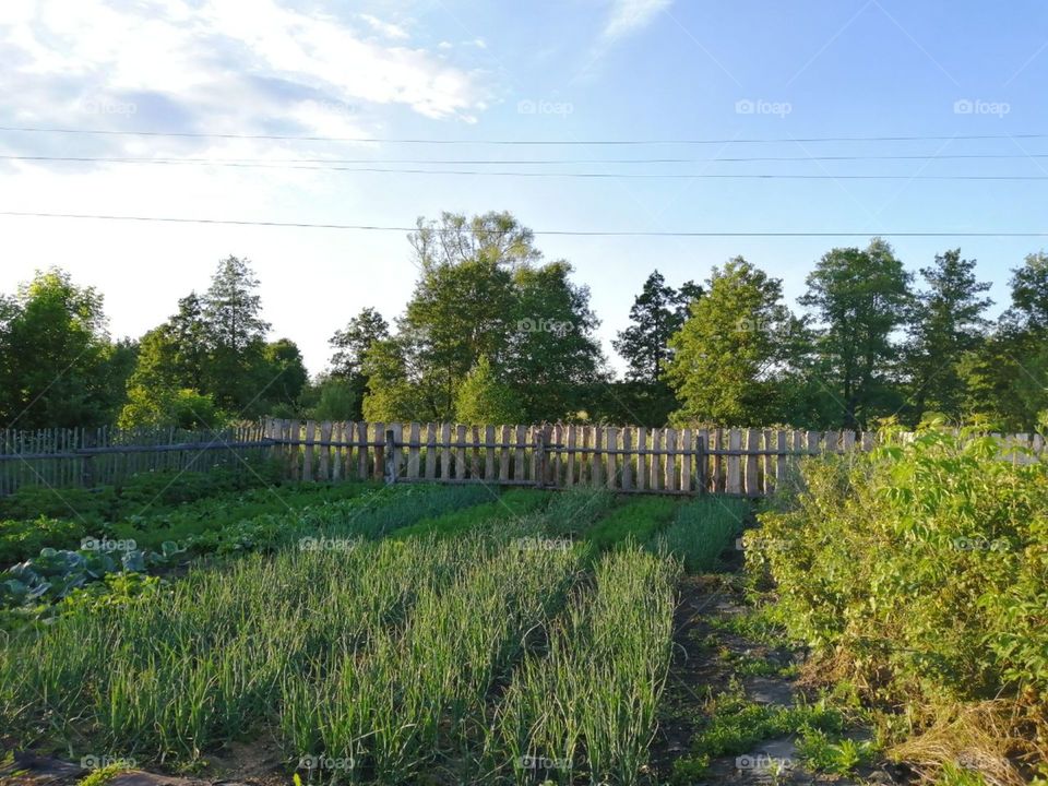 Village vegetable garden with a wooden fence against the background of forest and trees