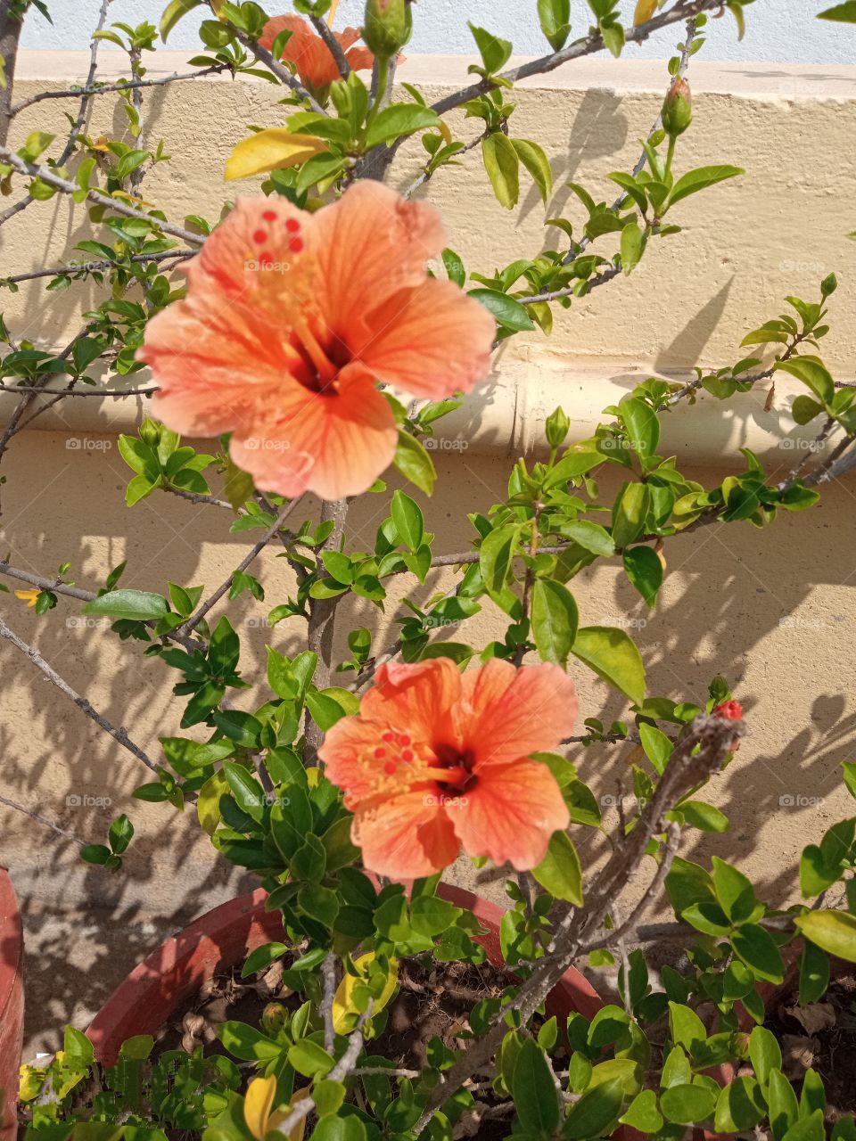 beautiful peach coloured hibiscus🌺 flowers🌸🌺🌻🌹🌷🌼💐 in our garden