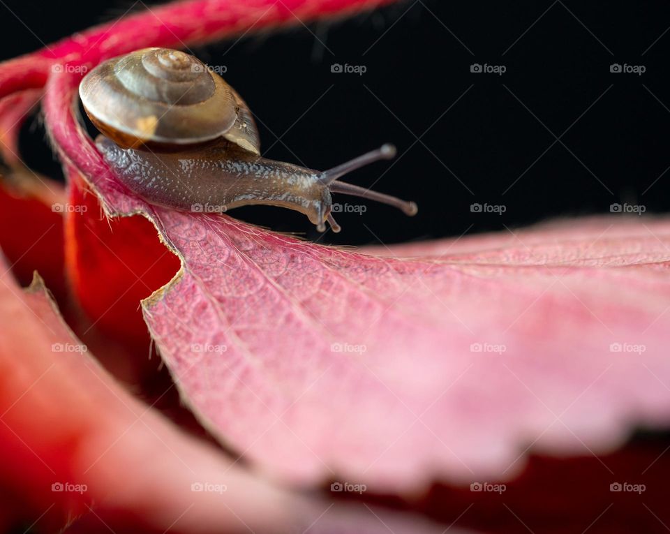 Schnecke
