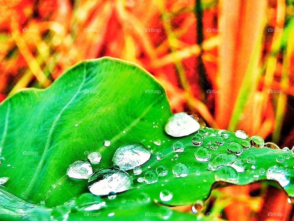 Raindrops
