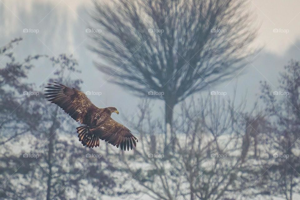 Bald eagle in flight