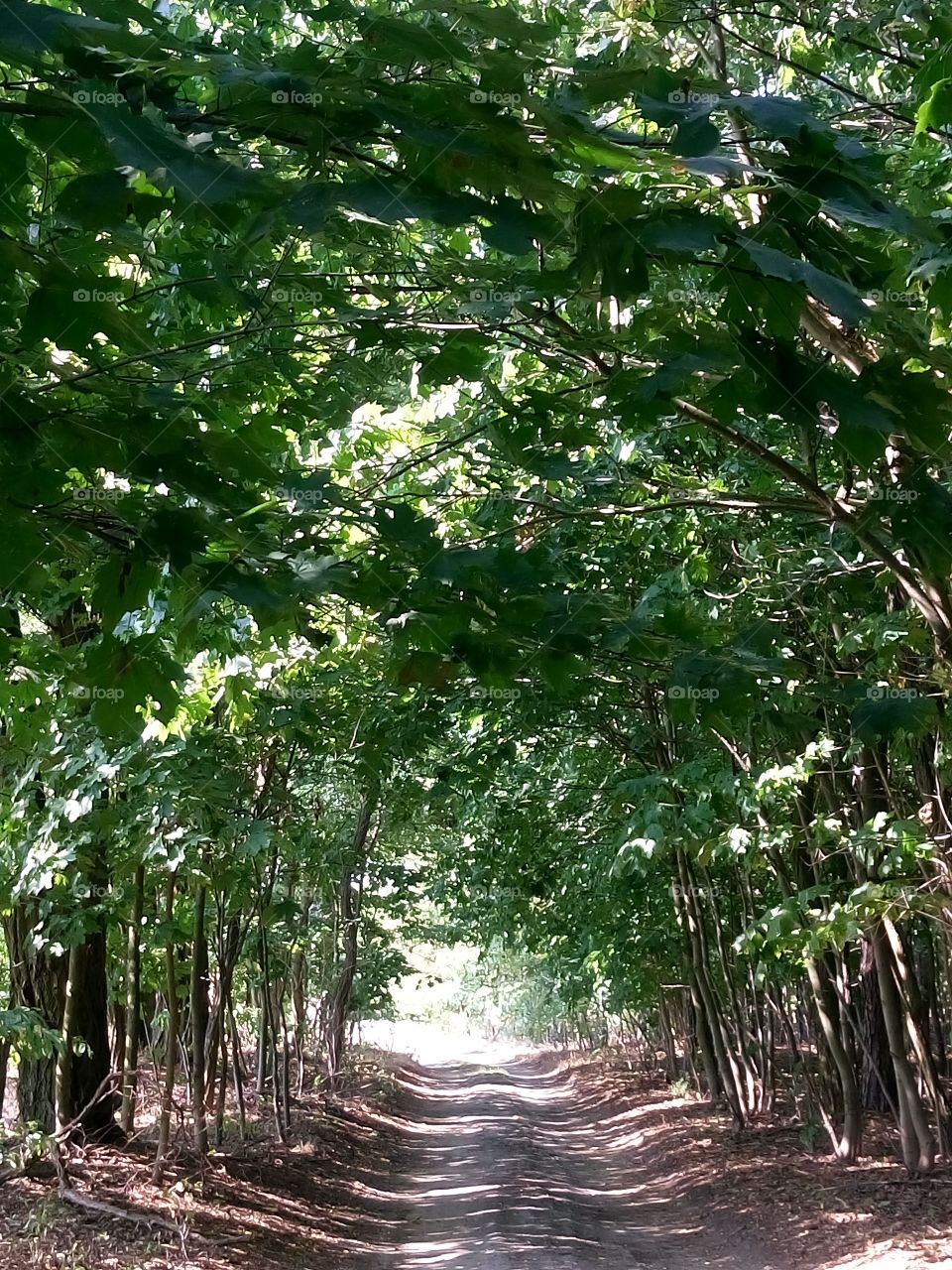 polish nature,  forest path