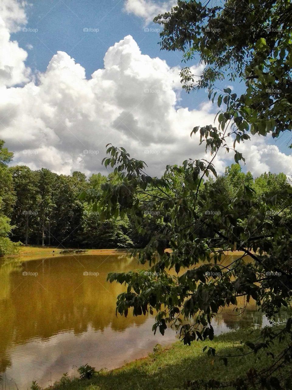 Murky pond