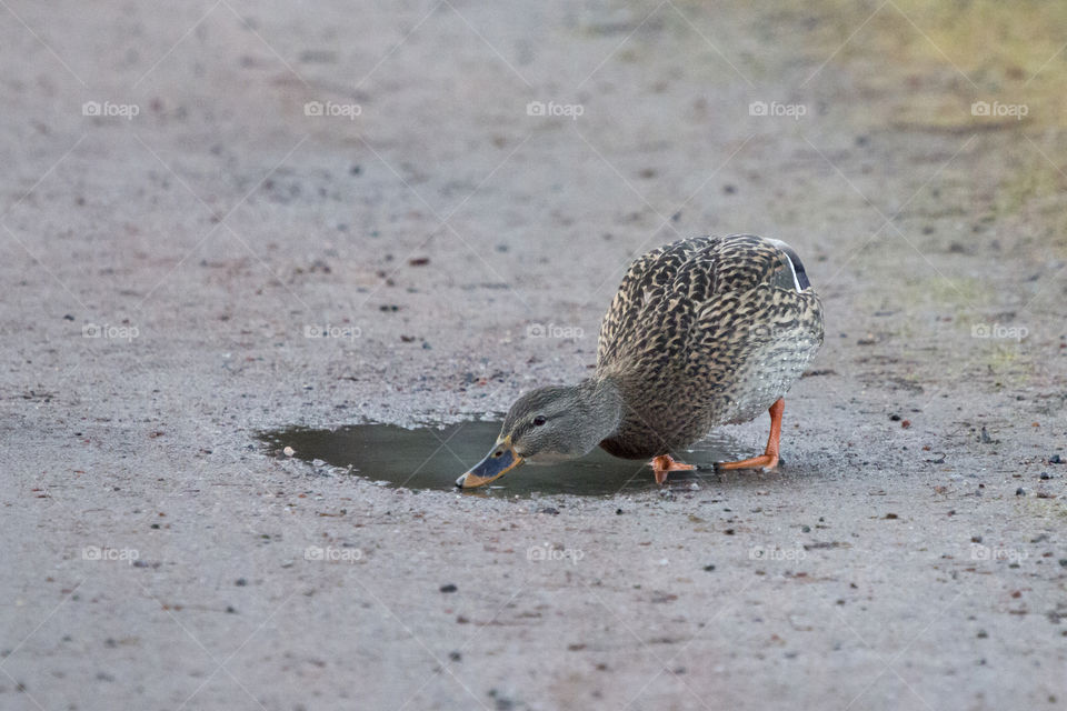Mallard duck drinking from water puddle  - anka gräsand dricker från vattenpöl