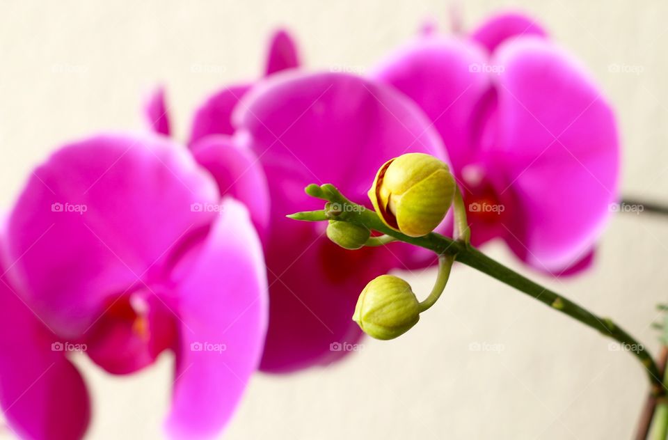 Pink orchids 