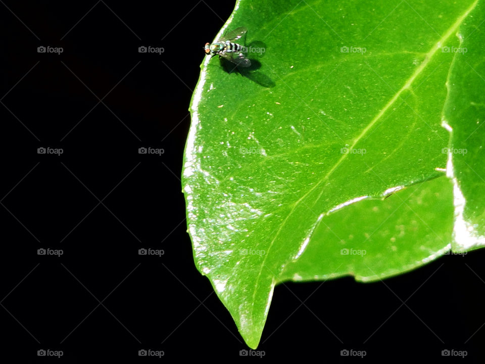 leaf fly florida greenongreen by wordfanne