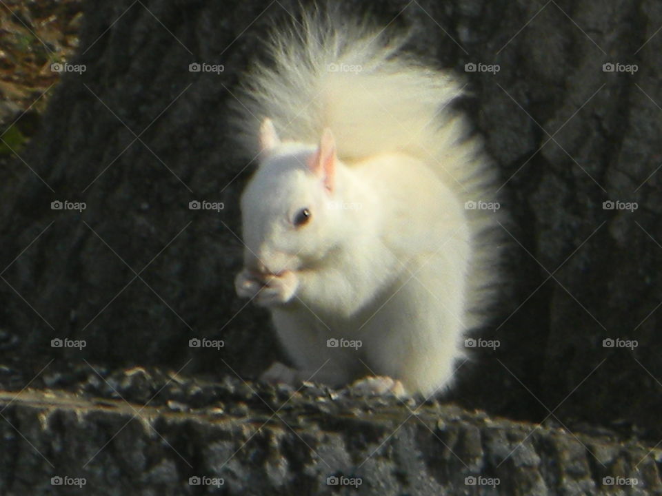 White Squirrel